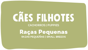 Quatree Select Cães Filhotes Raças Pequenas