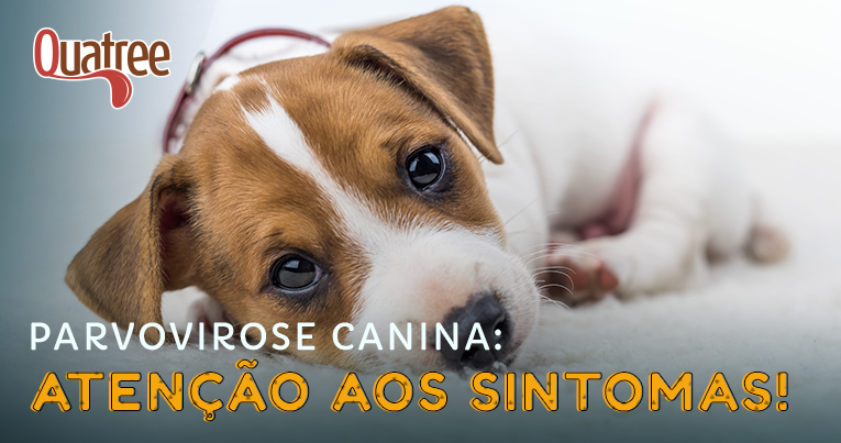 quais os sintomas da parvovirose e cinomose