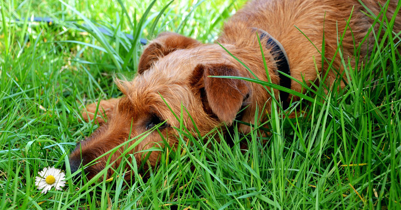 cachorro triste deitado na grama