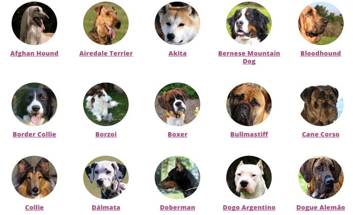 cães porte grande
