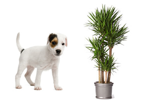Cão e extrato de Yucca