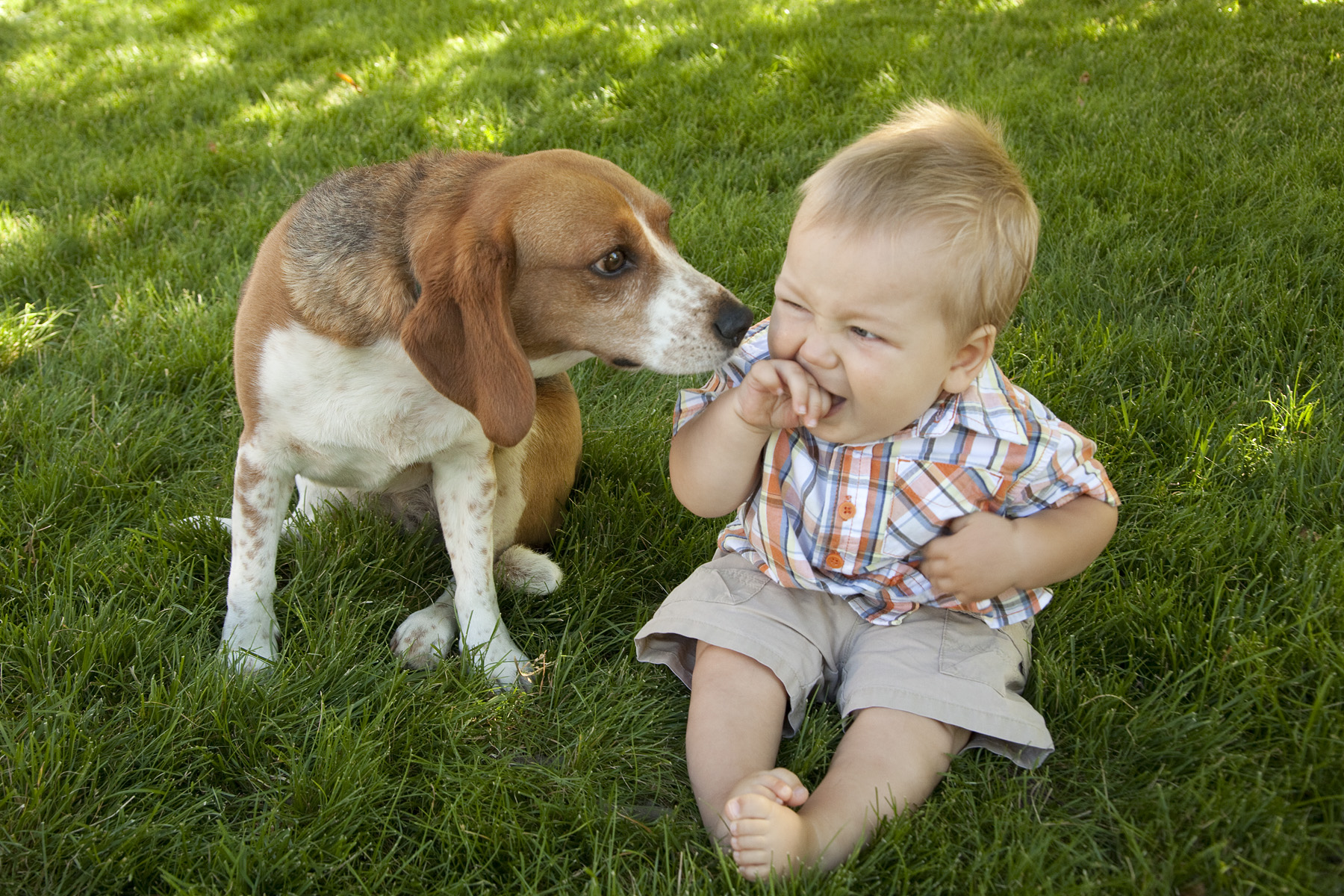Общение с домашними животными. Домашние животные для детей. Собака для детей. Семья с собакой. Маленькие собаки для детей.